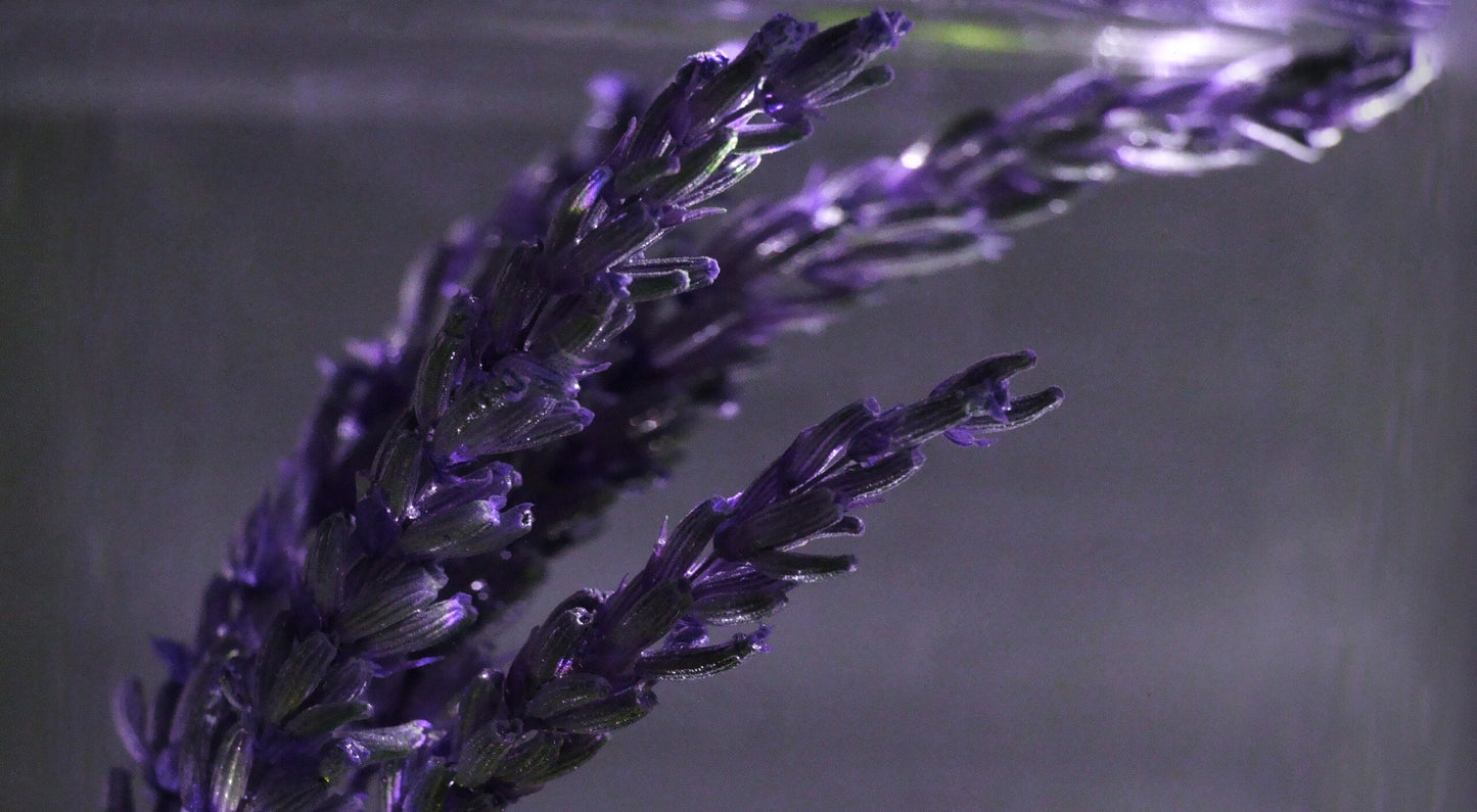 LAVENDER