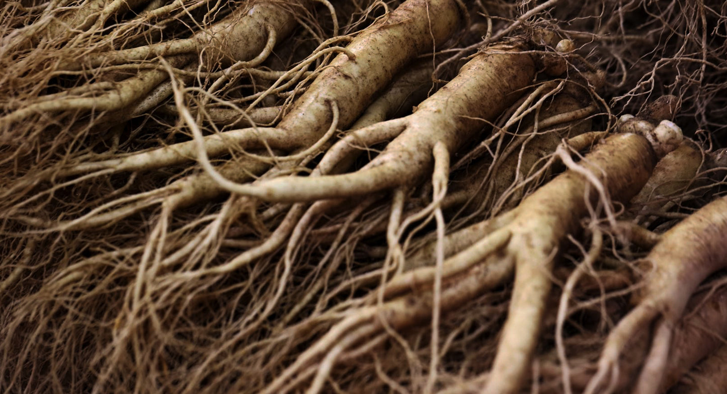 Red Ginseng