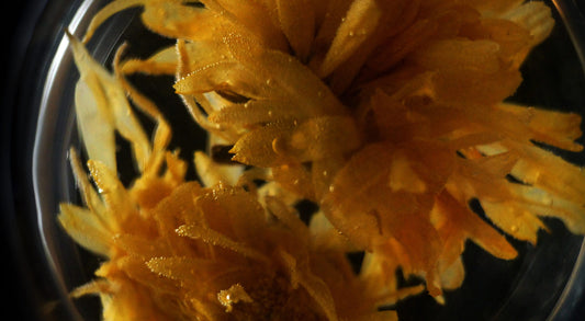CALENDULA