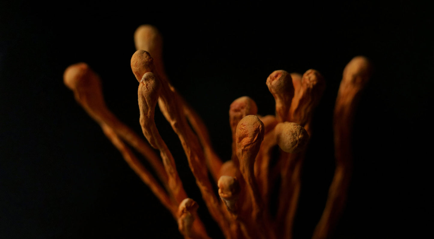 SCARLET CORDYCEPS