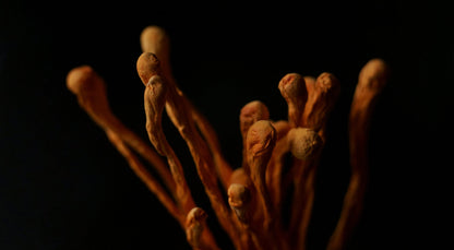 SCARLET CORDYCEPS