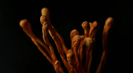 SCARLET CORDYCEPS
