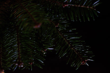 BALSAM FIR