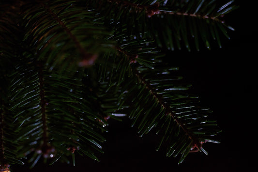 BALSAM FIR