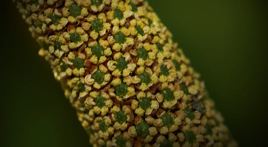 CALAMUS