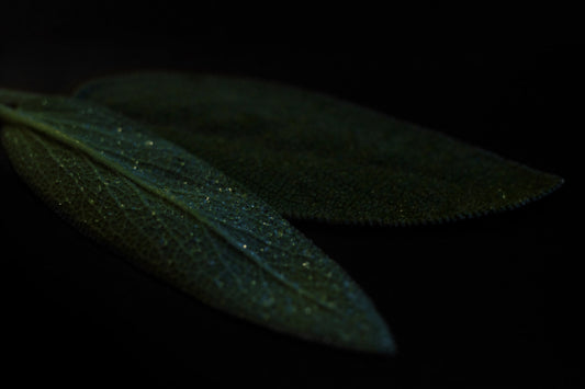 GARDEN SAGE