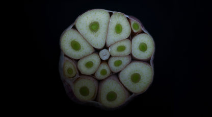 GARLIC