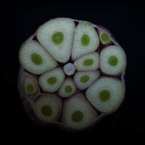 GARLIC