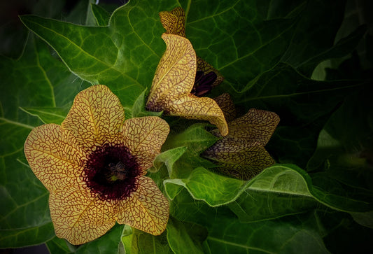 BLACK HENBANE