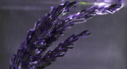 LAVENDER