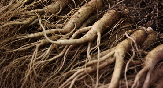 Red Ginseng