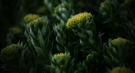 Rhodiola