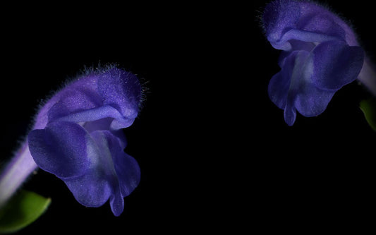 BLUE SKULLCAP