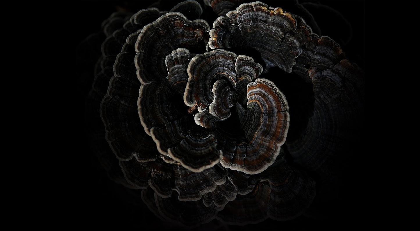 Turkey Tail