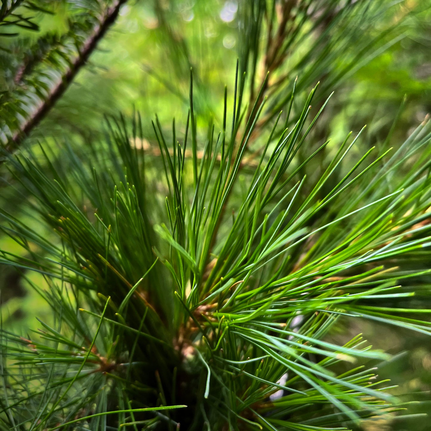 WHITE PINE