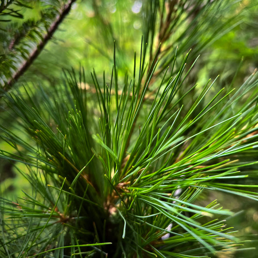 WHITE PINE