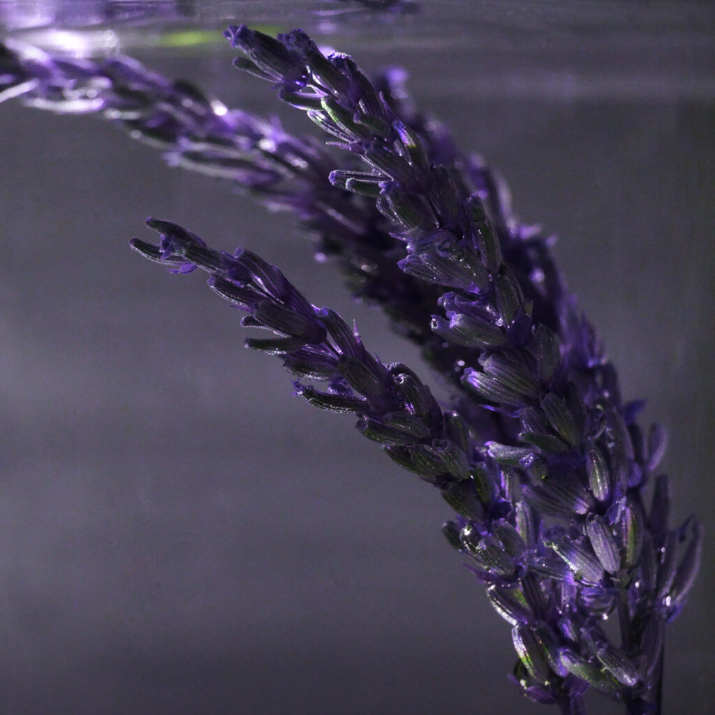 Lavender Spagyric Tincture